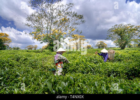 Bien Ho tea farm, Gia Lai province, Vietnam - October 16, 2018: Workers of the tea farm are harvesting tea leaves in the early morning at the tea farm Stock Photo