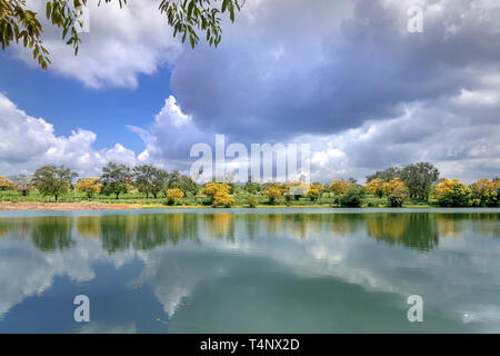 Season of Senna spectabilis flowers or Cassia excelsa, Cassia fastigiata bloomed in Bau Can tea plantation in Gia Lai province, Vietnam. Stock Photo