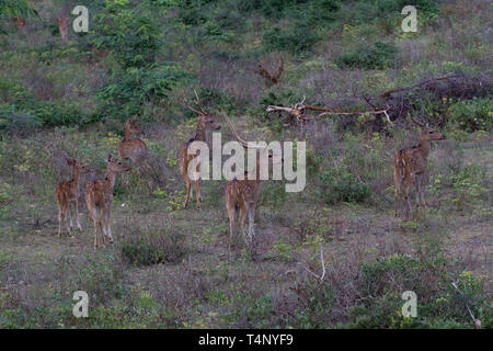 Small herd of Spotted Deer, also known as Axis Deer or Chital. Axis axis or Cervus axis. Sri Lanka Stock Photo