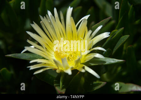 Aesthetic flower in California Stock Photo