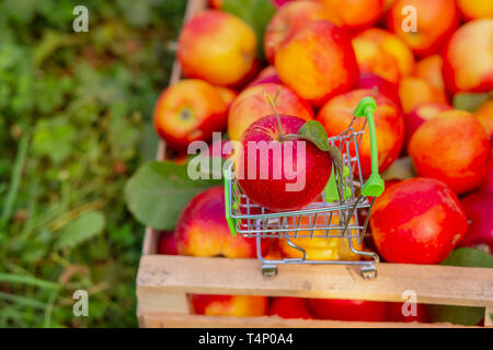 A small trolley for goods with a ripe red apple on the background of a box of apples in the garden. Close-up, space for text. Stock Photo