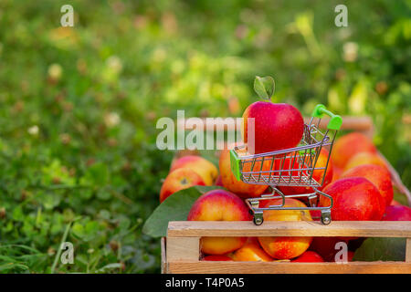A small trolley for goods with a ripe red apple on the background of a box of apples in the garden. Close-up, space for text. Stock Photo