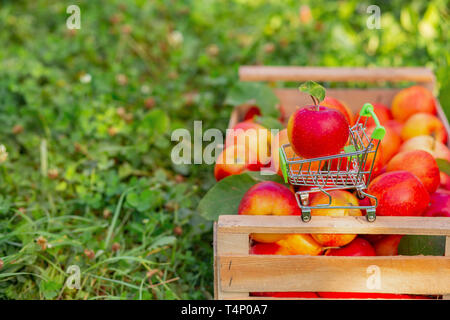 A small trolley for goods with a ripe red apple on the background of a box of apples in the garden. Close-up, space for text. Stock Photo