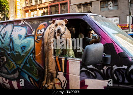 Dog in a van, Downtown Los Angeles, California, United States of America Stock Photo