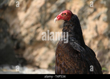 Close up image of a Turkey vulture, Cathartes aura, perched in profile. Against a blurred natural background, with copy space. Stock Photo