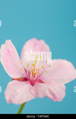 Pink Cherry Blossom flower. Stock Photo