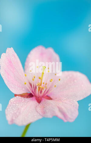 Pink Cherry Blossom flower. Stock Photo