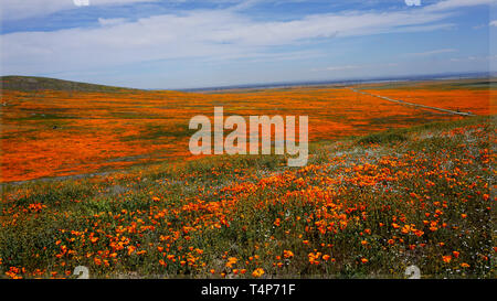 Orange Poppies.  Eschscholzia californica.  Yellow goldenfields.  Lasthenia californica.Super Bloom, Antelope Valley Poppy Reserve, California, USA. Stock Photo