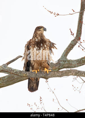 Portrait of an Juvenile American bald eagle haliaeetus leucocephalus perched in a tree in Canada Stock Photo