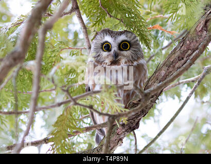 Saw-whet owl Aegolius acadicus perched on a cedar tree branch during winter in Canada Stock Photo