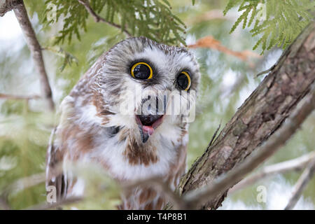 Saw-whet owl Aegolius acadicus expelling a pellet perched on a cedar tree branch during winter in Canada Stock Photo