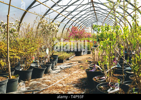 various flowers and plants in nursery greenhouse store Stock Photo