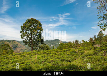 Tree in landscape of trea plantation close to little Adam's Peak in Sri Lanka Stock Photo