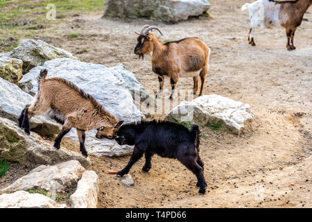 two goats fighting on rocks in Opel zoo, Königstein im Taunus Stock Photo