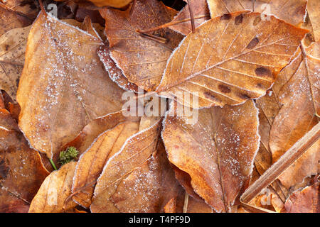 white frost on foliage Stock Photo