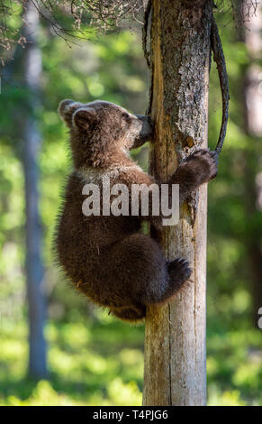 Brown bear cub climbs a tree. Natural habitat. In Summer forest ...