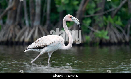 Juvenile American Flamingo or Caribbean flamingo, Scientific name: Phoenicopterus ruber ruber.  Cuba.