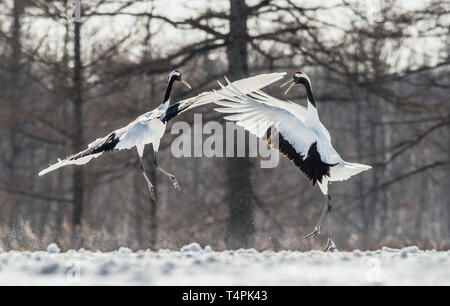 Dancing Cranes. The ritual marriage dance of cranes. The red-crowned crane . Scientific name: Grus japonensis, also called the Japanese crane or Manch Stock Photo