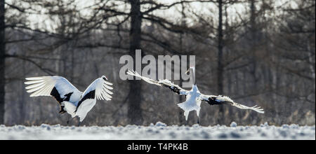Dancing Cranes. The ritual marriage dance of cranes. The red-crowned crane . Scientific name: Grus japonensis, also called the Japanese crane or Manch Stock Photo