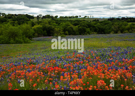 Bluebonnets and Indian Paintbrush in the Texas Hill Country, Texas Stock Photo