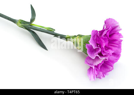 Pink carnation flower head isolated on white background Stock Photo