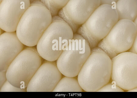 White Sweet corn vegatable closeup corn seeds background Stock Photo