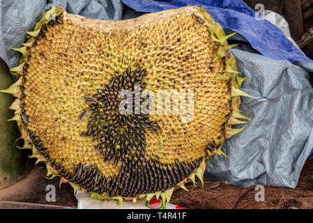 Sunflower seeds in a sunflower. Photographed at Lijiang, Yunnan, China Stock Photo