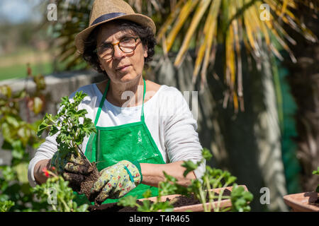 a senior woman potting geranium flowers, outdoors Stock Photo - Alamy
