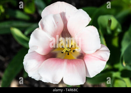 A pale pink tulip flower seen from above Stock Photo