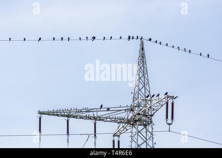 Ravens are sitting on a power line Stock Photo