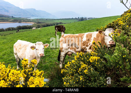 Ardara, County Donegal, Ireland. 18th April 2019. An overcast but warm start to the day. Flowering gorse hedges give a splash of bright colour as cattle feed in a field. Credit: Richard Wayman/Alamy Live News Stock Photo