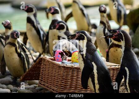 London, UK.  18 April 2019. Colourful papier-mâché eggs filled with tasty treats for Humboldt penguins at ZSL London Zoo in the run up to Easter.  Credit: Stephen Chung / Alamy Live News Stock Photo