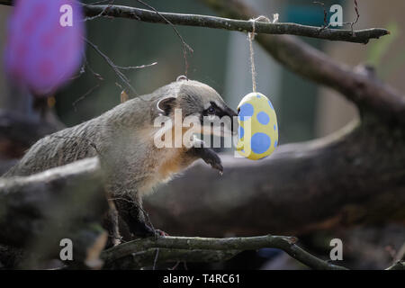 London, UK. 18th Apr, 2019. ZSL London Zoo keepers prepared an Easter egg hunt for the animals.  The Zoo’s four ring-tailed coatis, Frankie, Shaggy, Velma and Brush, searching their lush forest den to find brightly coloured eggs stuffed with their favourite tasty crickets. Credit: Chris Aubrey/Alamy Live News Stock Photo