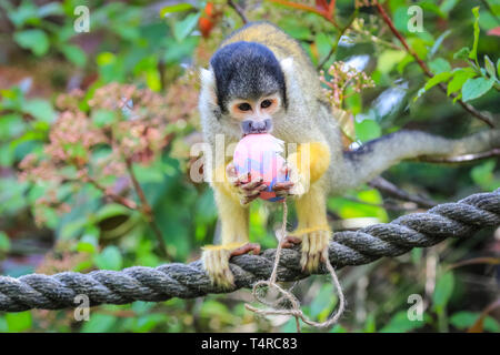 ZSL London Zoo, London, UK. 18th Apr, 2019. The resident troupe of black-capped squirrel monkeys (Saimiri boliviensis) use their acrobatic skills to get at the colourful Easter eggs filled with tasty mealworms hanging from their treetop home. ZSL keepers have organised an Easter hunt with surprise treats for the animals. Credit: Imageplotter/Ģ����ý Live News Stock Photo