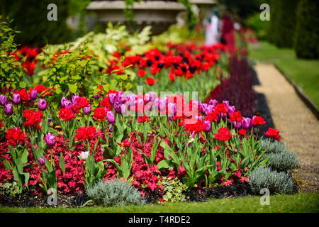 London, UK. 18th Apr, 2019. UK Weather: Tulips are in full bloom in Regent's Park. The forecast is for increasingly warmer weather for the Easter weekend. Credit: Stephen Chung/Alamy Live News Stock Photo