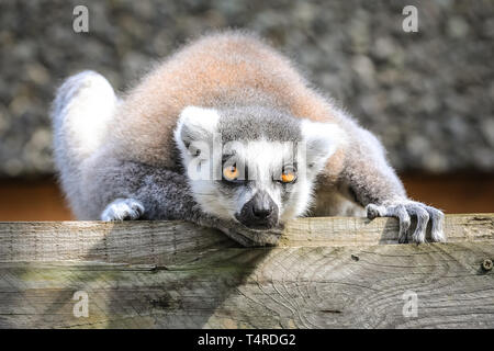 ZSL London Zoo, London, UK, 18th April 2019. A ring-tailed lemur (lemur catta) gazes up into the warm sunshine. Lemurs are renowned sun-worshippers and  love nothing more than an afternoon of sunbathing. Credit: Imageplotter/Alamy Live News Stock Photo