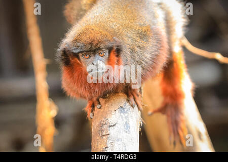 ZSL London Zoo, London, UK, 18th April 2019. A Red Titi-Monkey decides to rest on a tree branch and make the most of the beautiful sunshine. Credit: Imageplotter/Alamy Live News Stock Photo