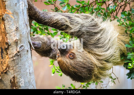 ZSL London Zoo, London, UK, 18th April 2019. Male sloth Leander, a Linnaeus’s two-toed sloth, (Choloepus didactylus) decides to have a big stretch, whilst lazing in the beautiful London sunshine at the Regent's Park site. Sloths are the world’s slowest mammal, and sleep around 15 hours a day, so a little stretch is big activity in sloth terms. Credit: Imageplotter/Alamy Live News Stock Photo