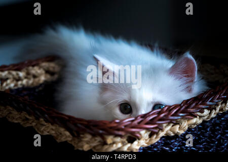 cute kitten is in a basket Stock Photo