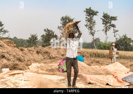 Hard Working Indian farmer, winnowing wheat and separating Grain from the Chaff, on a bright sunny day, in his agricultural field full of stubble. Stock Photo