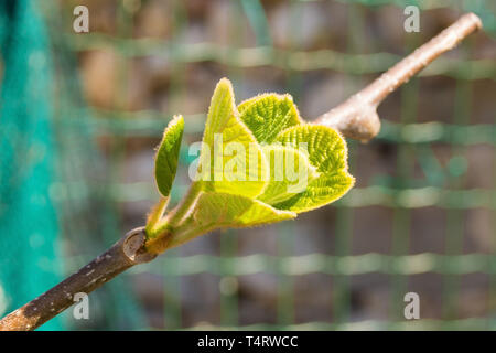 Young spring leaves on a kiwi plant frowing in a north east Italian garden. Also called Kiwifruit and Chinese gooseberry Stock Photo