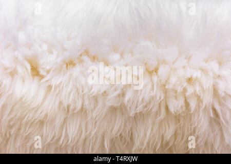Background picture of a soft fur white carpet. wool sheep fleece closeup texture background,Fake color beige fur fabric. top view. 2019 Stock Photo