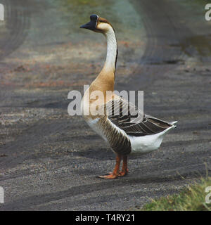domestic chinese goose on the road Stock Photo