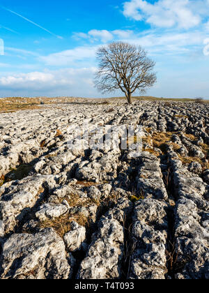 Lone tree on limestone pavement near Malham Yorkshire Dales England Stock Photo