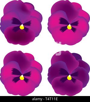 pansy flowers Stock Vector