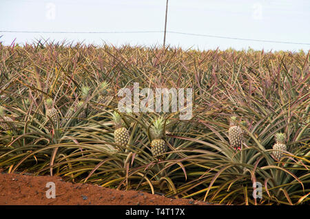 Pineapples growing in a field Stock Photo