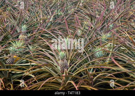 Pineapples growing in a field Stock Photo