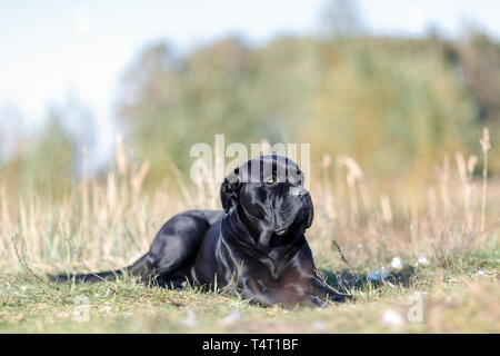 Portrait black Italian cane Corso lies on the green lawn. Strength, power, muscle, dog Stock Photo
