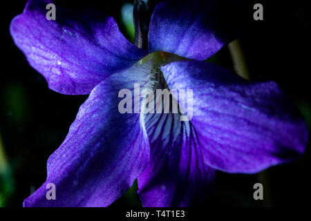 A violet bloom up close. Stock Photo