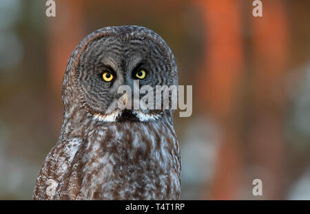 Great grey owl (Strix nebulosa) closeup perched on a post in winter in Canada Stock Photo
